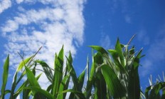 3月12日植树节(3月12日植树节的来历和意义)