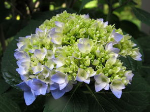 镜花水月是什么生肖(镜花水月是什么生肖正确答案)