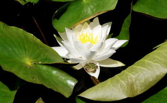 安逸花借钱可靠吗(抖音安逸花借钱可靠吗)