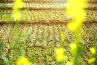 什么叫中植系(什么叫中植系~中植系是什么-康康百科)
